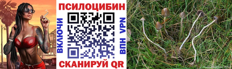Галлюциногенные грибы Psilocybe  kraken как войти  дарк нет состав  где продают наркотики  Всеволожск 